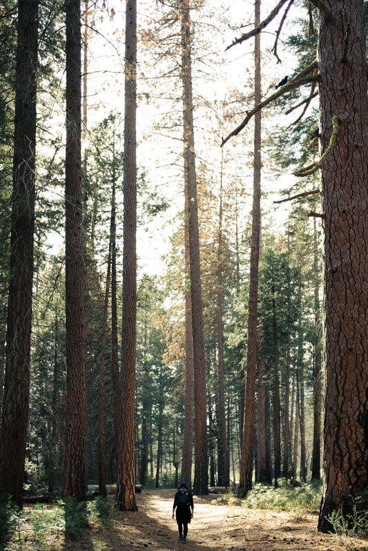 Forest School Guide